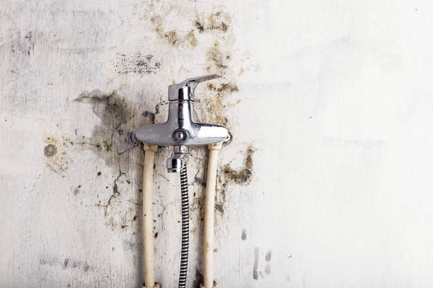 Best Mold Damage Repair  in Occidental, CA