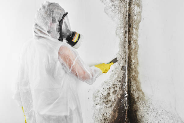 Best Local Mold Removal Service  in Occidental, CA