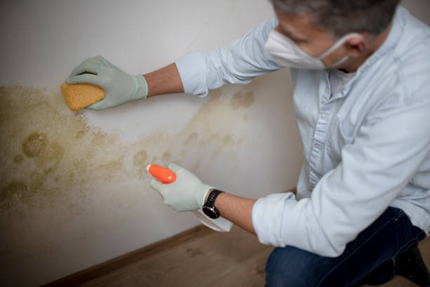 Best Mold Remediation Experts  in Occidental, CA