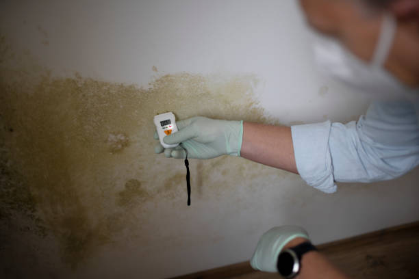 Best Mold Removal Process  in Occidental, CA
