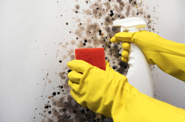 Best Toxic Mold Removal  in Occidental, CA