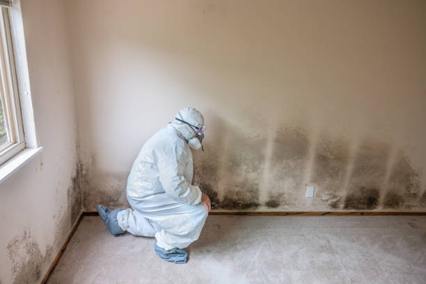 Best Certified Mold Removal  in Occidental, CA