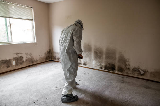 Best Office Mold Removal Services  in Occidental, CA