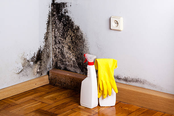 Best Mold Inspection  in Occidental, CA