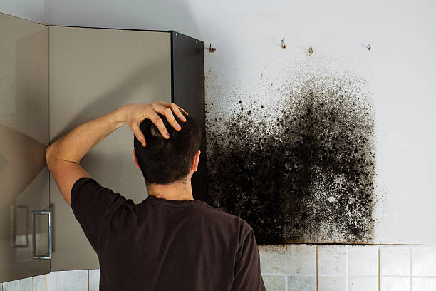 Best Mold Remediation  in Occidental, CA