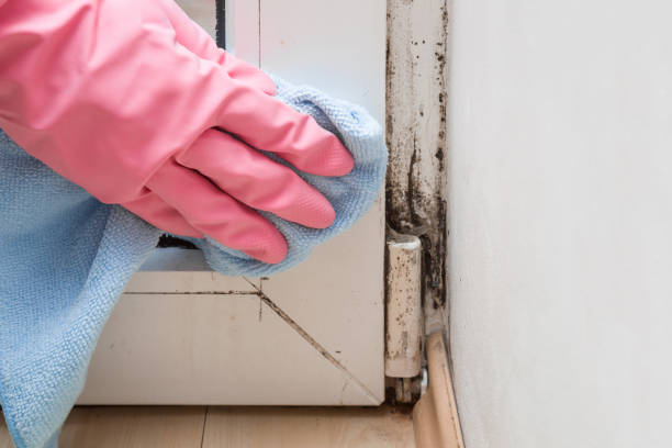 Best Residential Mold Removal  in Occidental, CA