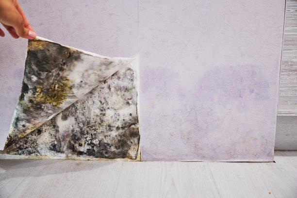 Best Mold Removal Company Near Me  in Occidental, CA